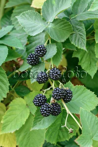 547285 - Blackberry (Rubus fruticosus 'Chester Thornless')