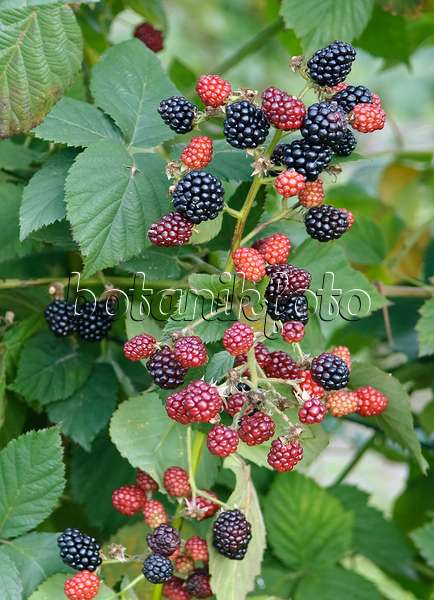 490170 - Blackberry (Rubus fruticosus 'Hull Thornless')