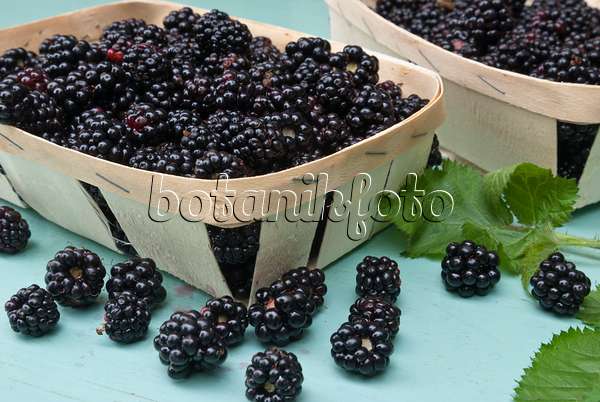 511333 - Blackberry (Rubus fruticosus) in chip baskets
