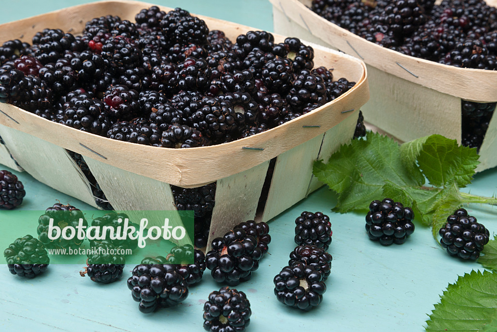 511333 - Blackberry (Rubus fruticosus) in chip baskets