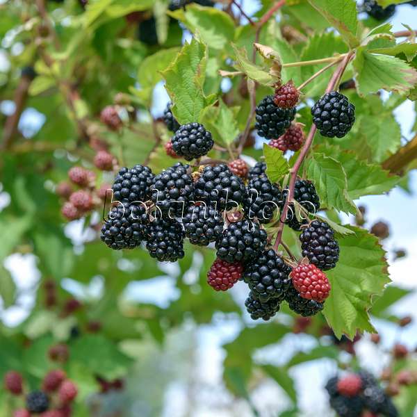 558242 - Blackberry (Rubus fruticosus 'Loch Tay')