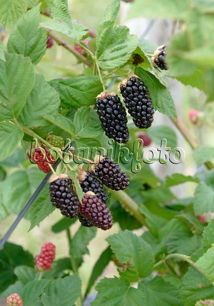 558243 - Blackberry (Rubus fruticosus 'Ollalie')