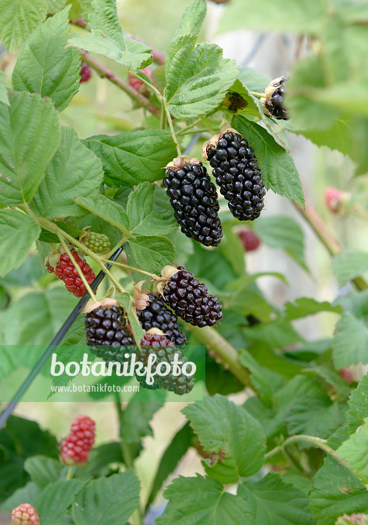 558243 - Blackberry (Rubus fruticosus 'Ollalie')