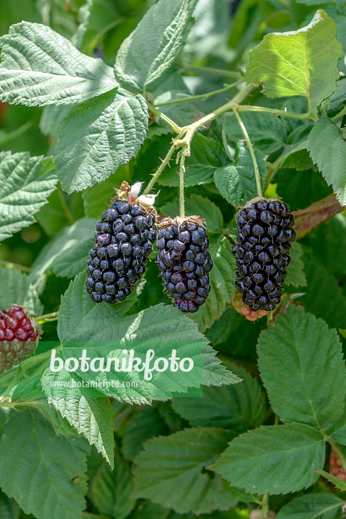 607196 - Blackberry (Rubus fruticosus 'Ollalie')