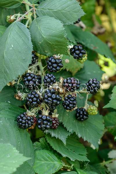 547287 - Blackberry (Rubus fruticosus 'Theodor Reimers')