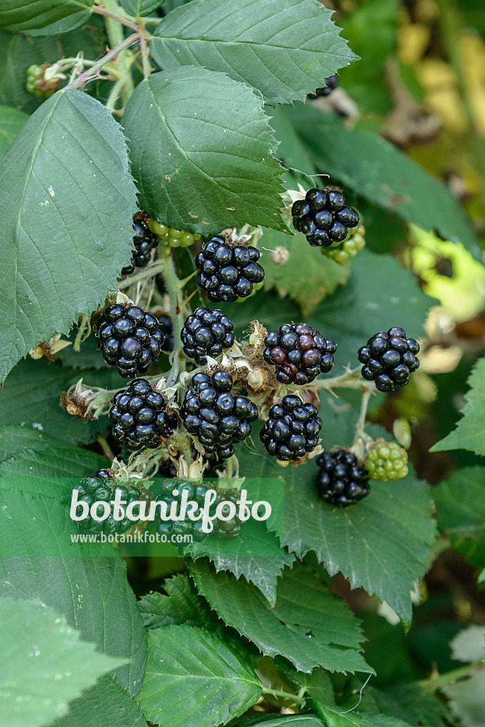 547287 - Blackberry (Rubus fruticosus 'Theodor Reimers')