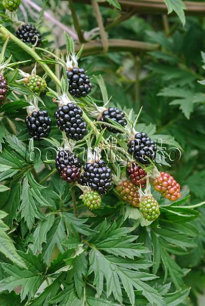 517380 - Blackberry (Rubus fruticosus 'Thornless Evergreen')