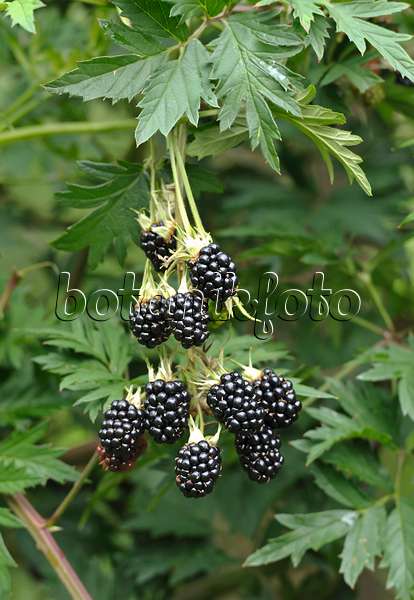 517381 - Blackberry (Rubus fruticosus 'Thornless Evergreen')