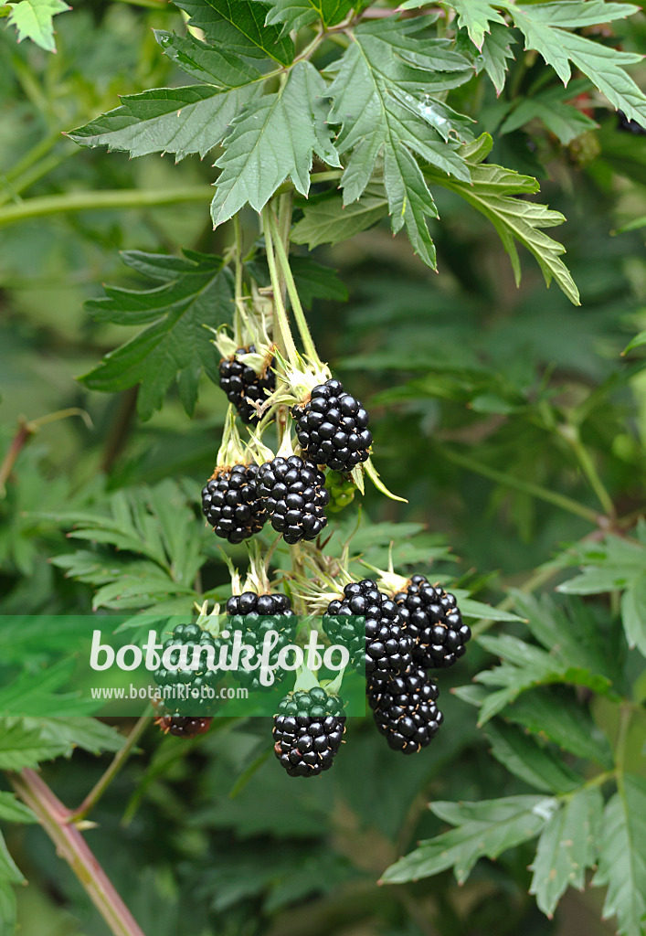 517381 - Blackberry (Rubus fruticosus 'Thornless Evergreen')