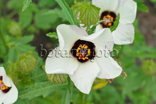 559028 - Bladder hibiscus (Hibiscus trionum)