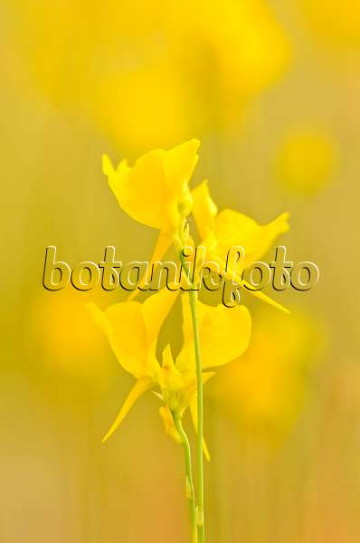 547342 - Bladderwort (Utricularia cornuta)
