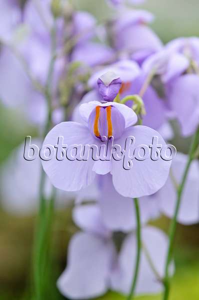 545044 - Bladderwort (Utricularia reniformis)