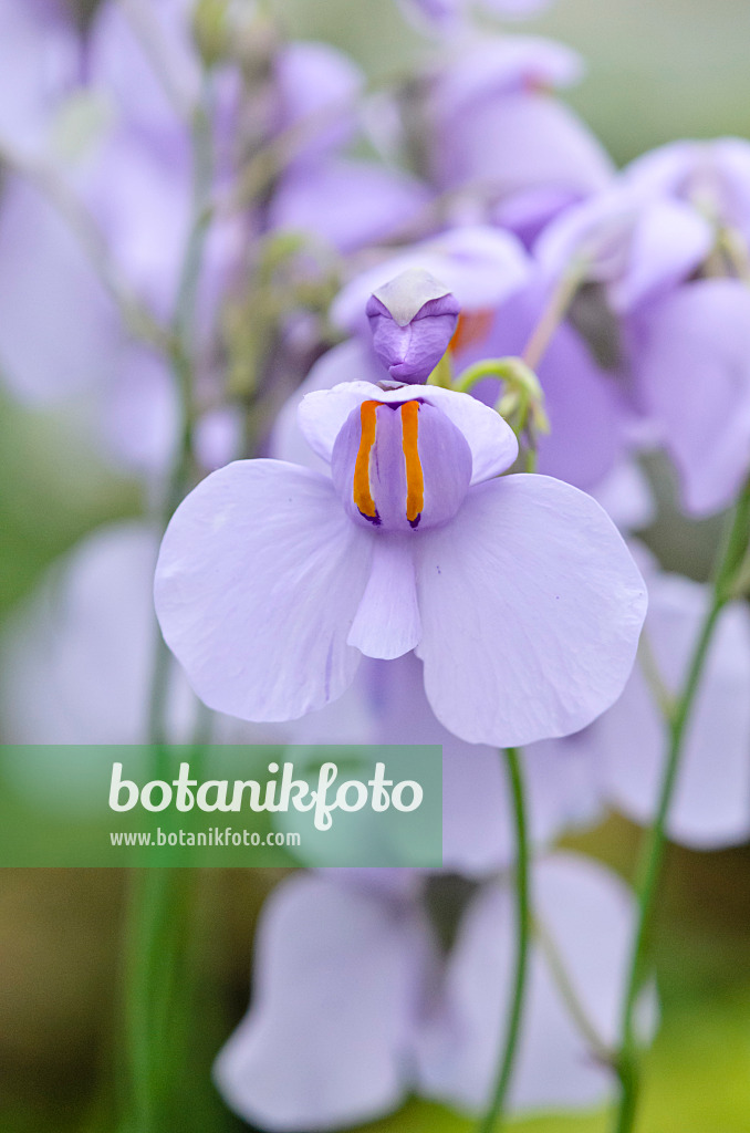 545044 - Bladderwort (Utricularia reniformis)