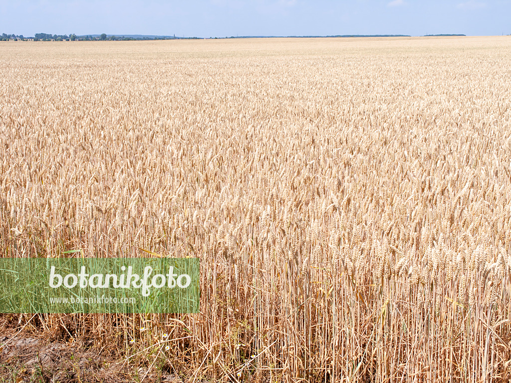 486252 - Blé tendre (Triticum aestivum)