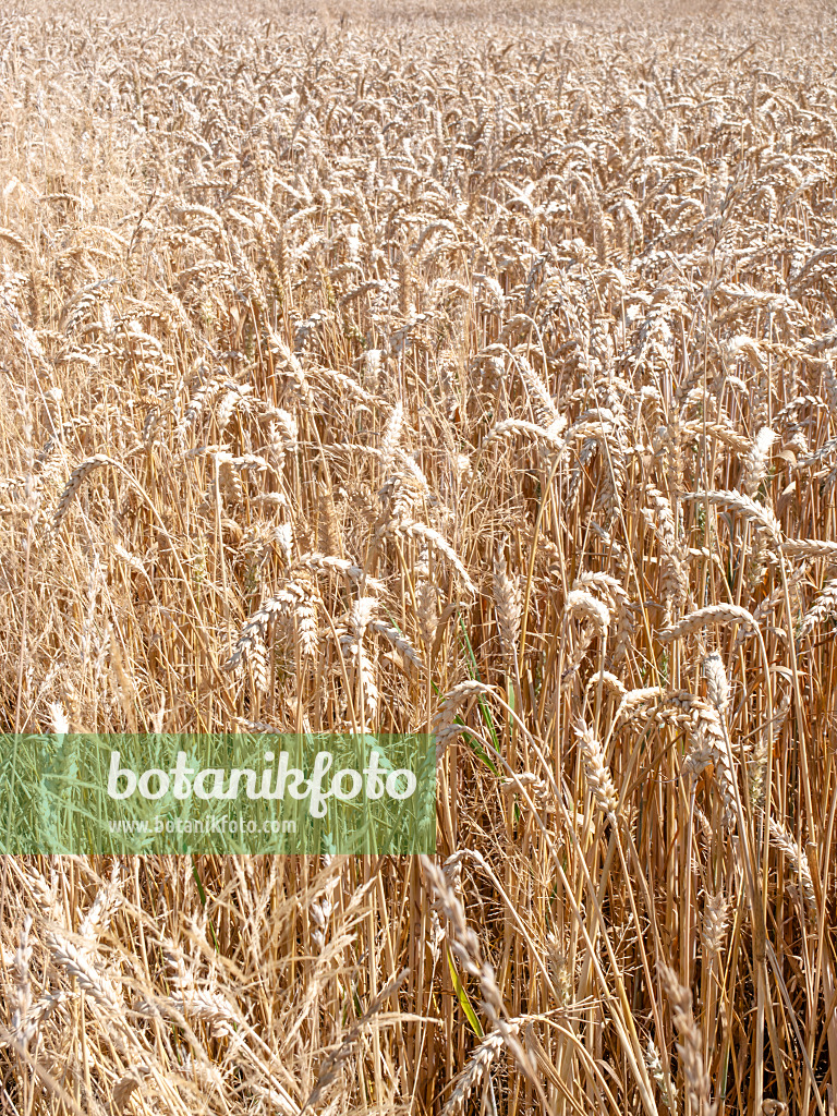 486254 - Blé tendre (Triticum aestivum)