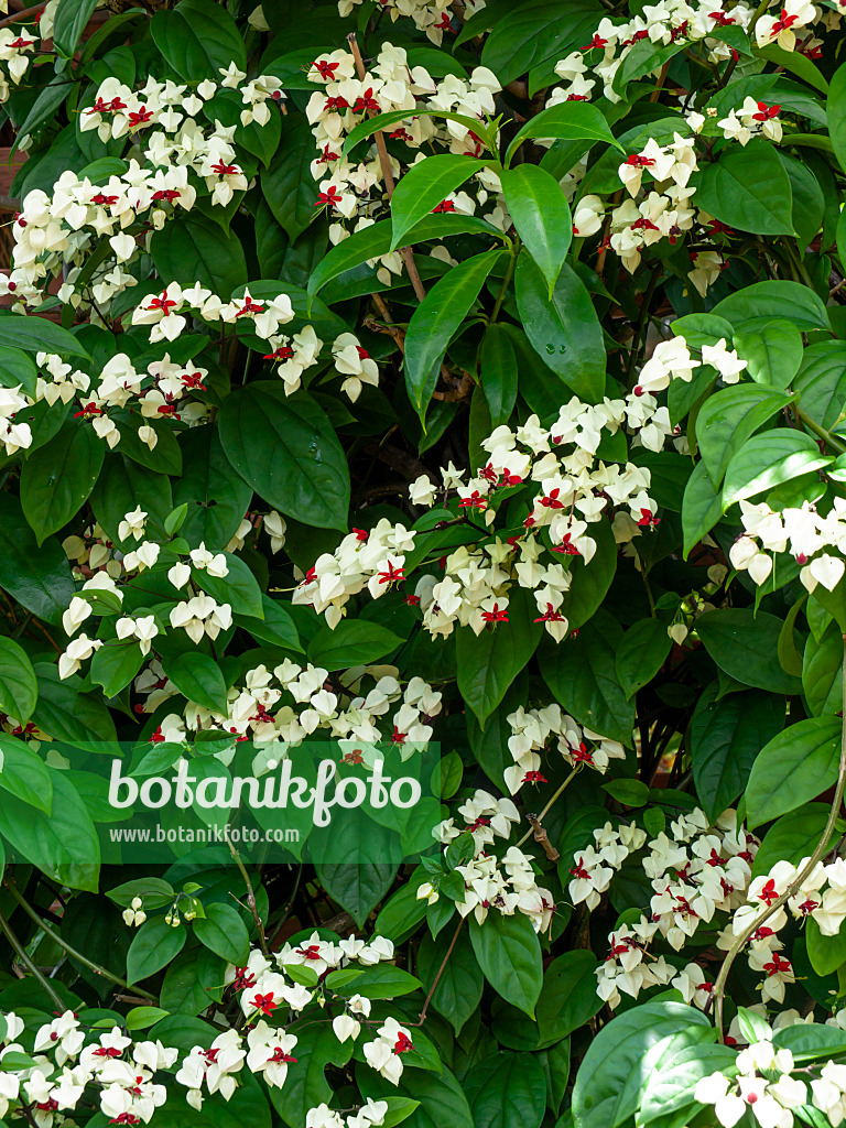 455148 - Bleeding glory bower (Clerodendrum thomsoniae syn. Clerodendron thomsoniae)