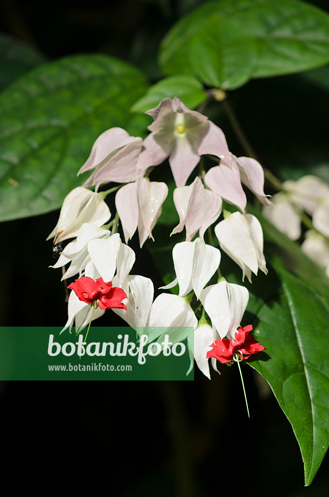 535058 - Bleeding glory bower (Clerodendrum thomsoniae syn. Clerodendron thomsoniae)