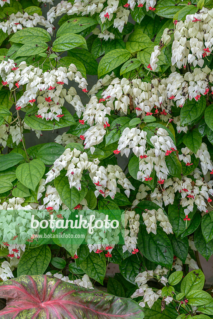 575068 - Bleeding glory bower (Clerodendrum thomsoniae syn. Clerodendron thomsoniae)