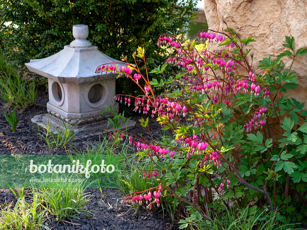 437130 - Bleeding heart (Lamprocapnos spectabilis syn. Dicentra spectabilis) with stone lantern