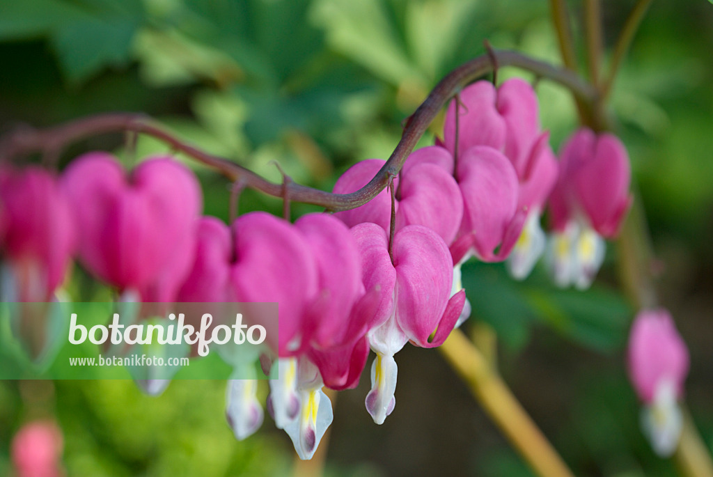 452122 - Bleeding heart (Lamprocapnos spectabilis syn. Dicentra spectabilis)