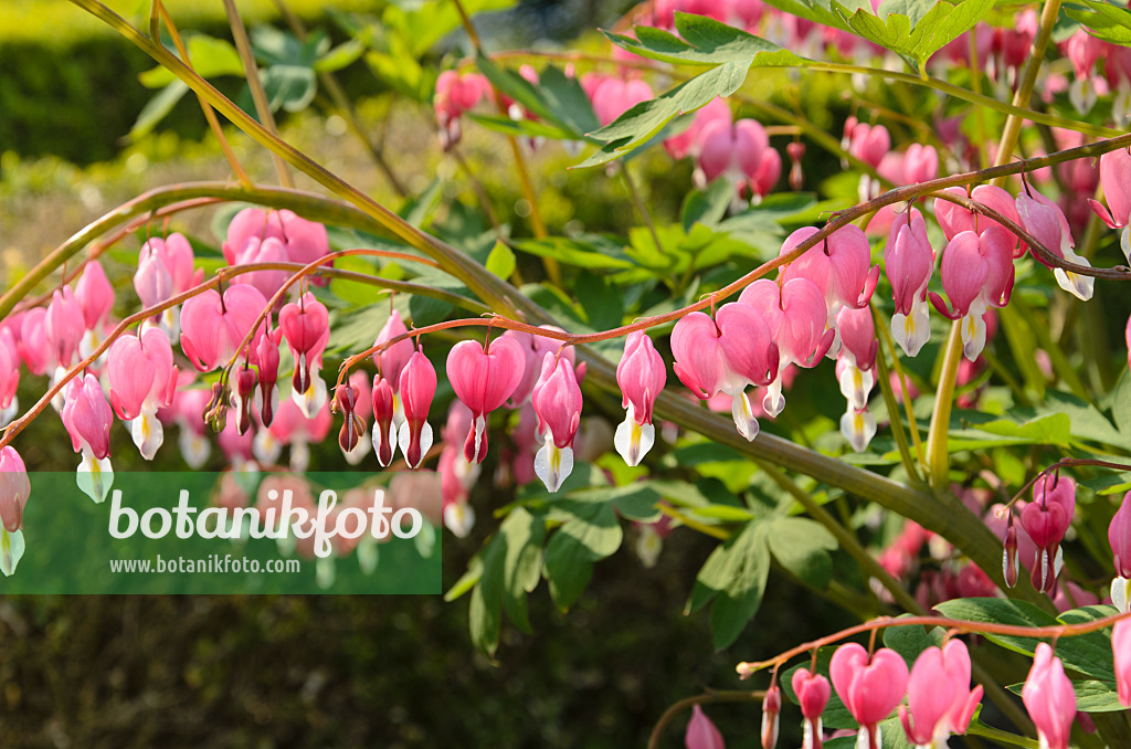 495359 - Bleeding heart (Lamprocapnos spectabilis syn. Dicentra spectabilis)