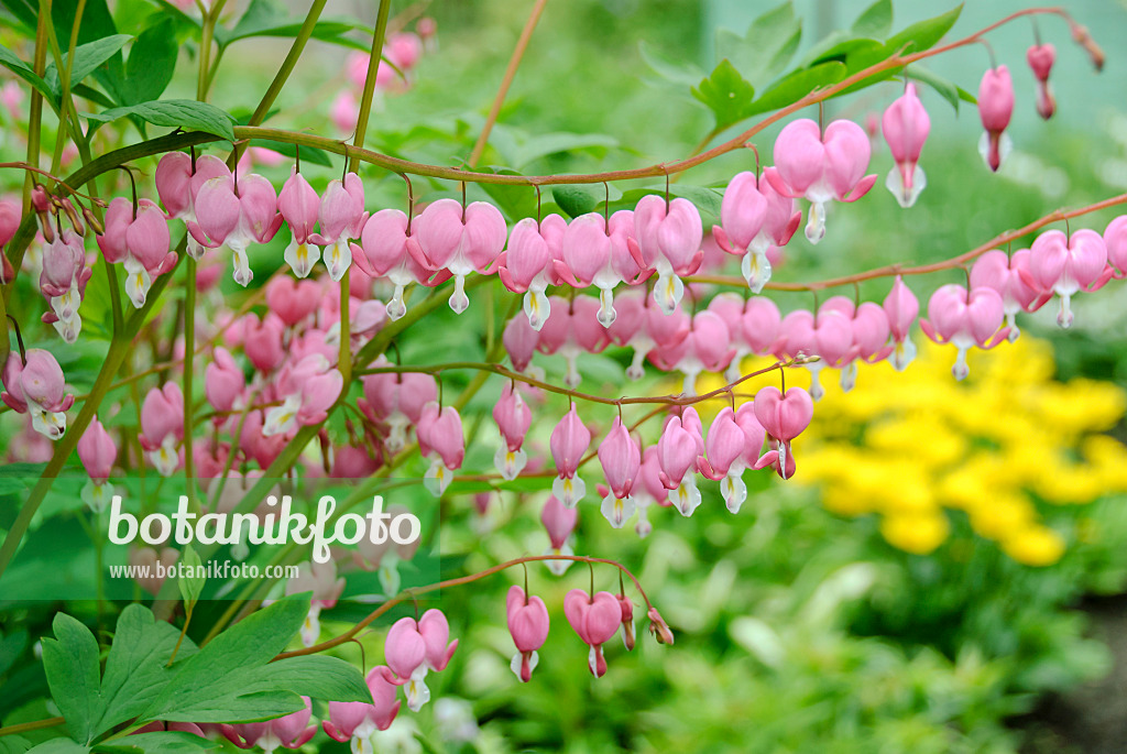 517435 - Bleeding heart (Lamprocapnos spectabilis syn. Dicentra spectabilis)