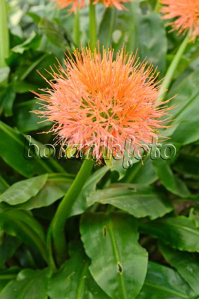 474490 - Blood flower (Scadoxus multiflorus syn. Haemanthus multiflorus)