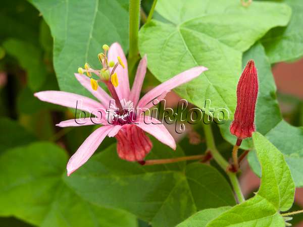 427113 - Blood red passion flower (Passiflora sanguinolenta)