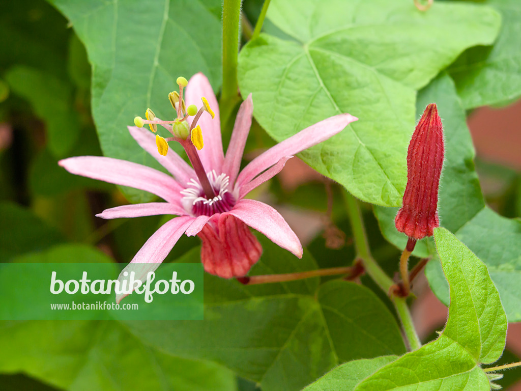 427113 - Blood red passion flower (Passiflora sanguinolenta)