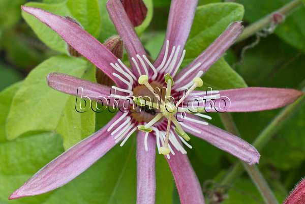 548107 - Blood red passion flower (Passiflora sanguinolenta)