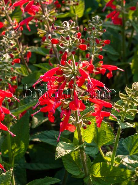 403070 - Blood sage (Salvia coccinea 'Lady in Red')