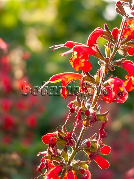 416014 - Blood sage (Salvia coccinea 'Lady in Red')