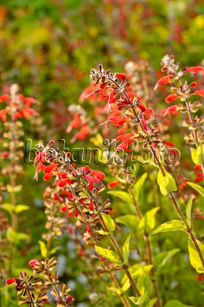 475212 - Blood sage (Salvia coccinea 'Lady in Red')