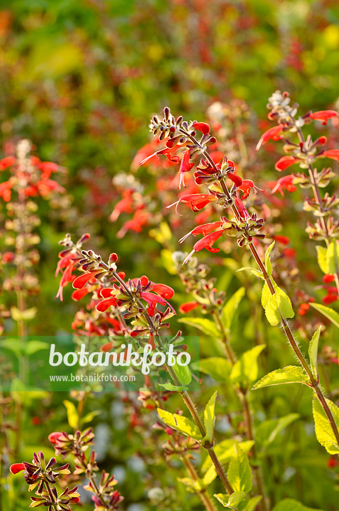 475212 - Blood sage (Salvia coccinea 'Lady in Red')