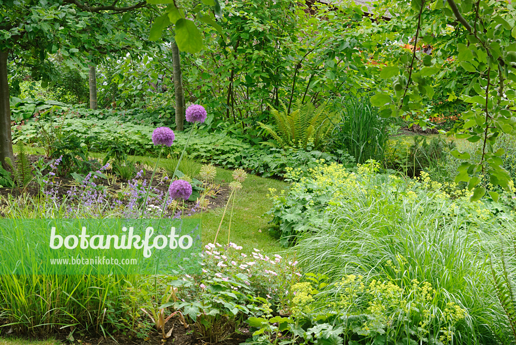 518035 - Bloody cranesbill (Geranium sanguineum), lady's mantle (Alchemilla mollis) and flowering onion (Allium aflatunense)