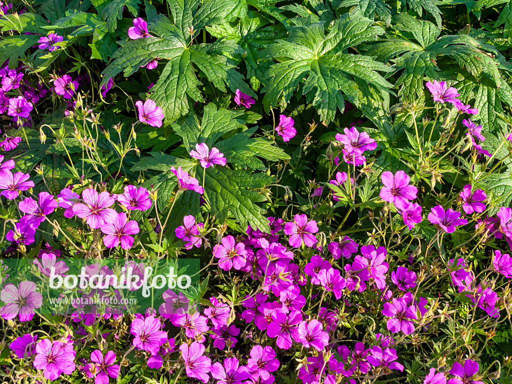 427122 - Bloody cranesbill (Geranium sanguineum var. striatum)