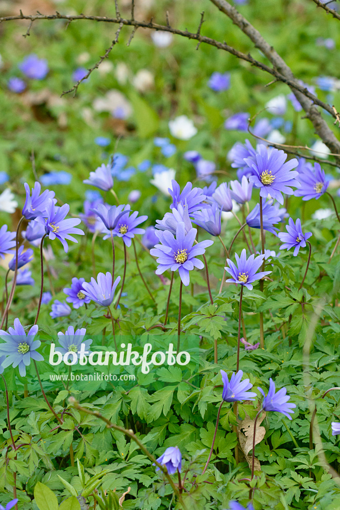 555014 - Blue anemone (Anemone apennina)