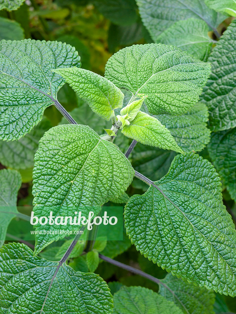 450039 - Blue anise sage (Salvia guaranitica)