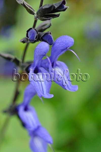 477060 - Blue anise sage (Salvia guaranitica 'Black and Blue')