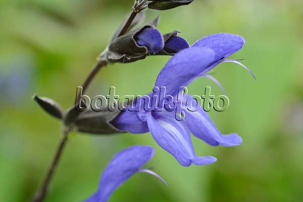 477061 - Blue anise sage (Salvia guaranitica 'Black and Blue')