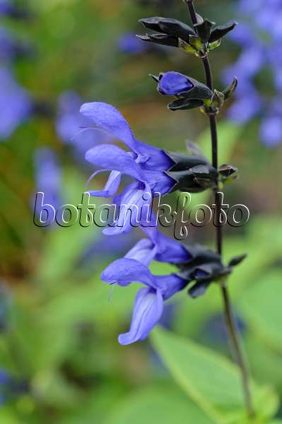 477073 - Blue anise sage (Salvia guaranitica 'Black and Blue')