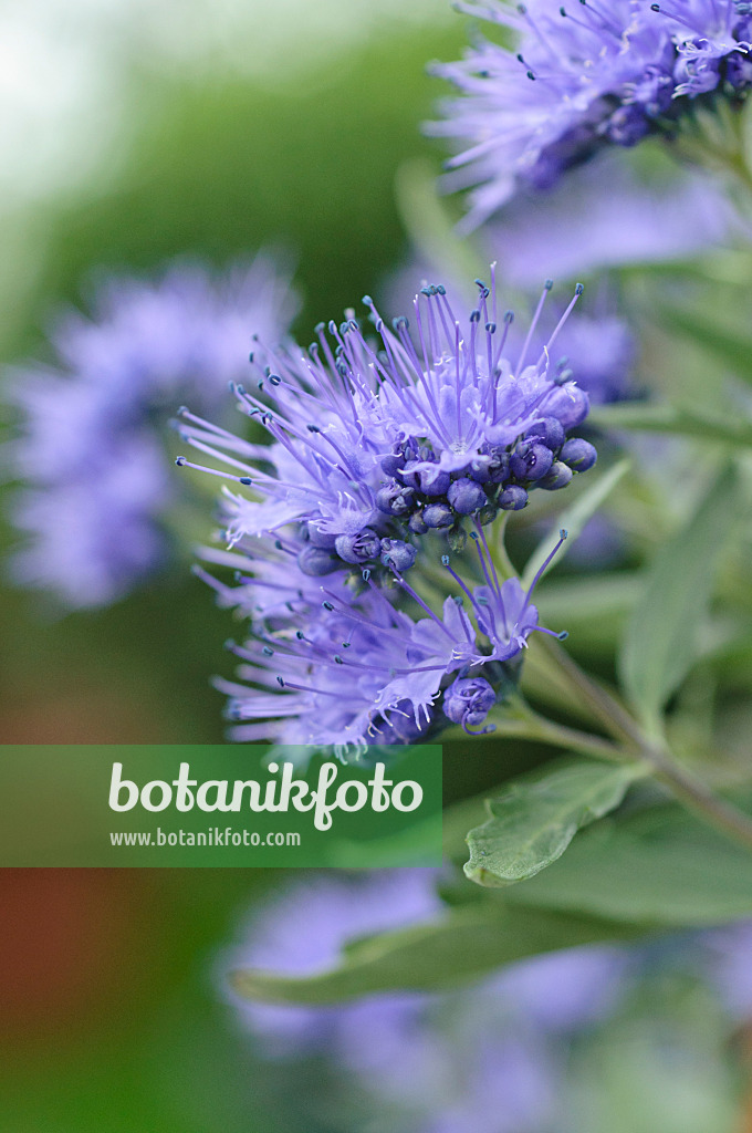 489014 - Blue beard (Caryopteris x clandonensis)