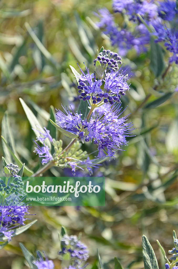 499154 - Blue beard (Caryopteris x clandonensis)