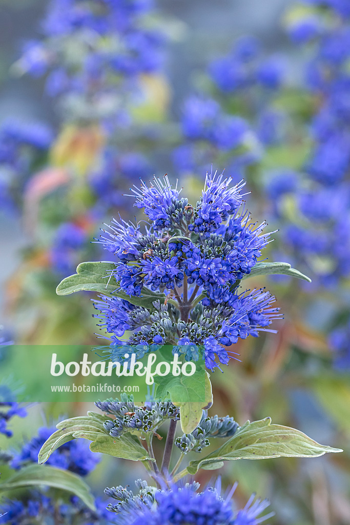 638042 - Blue beard (Caryopteris x clandonensis 'Beyond Midnight')