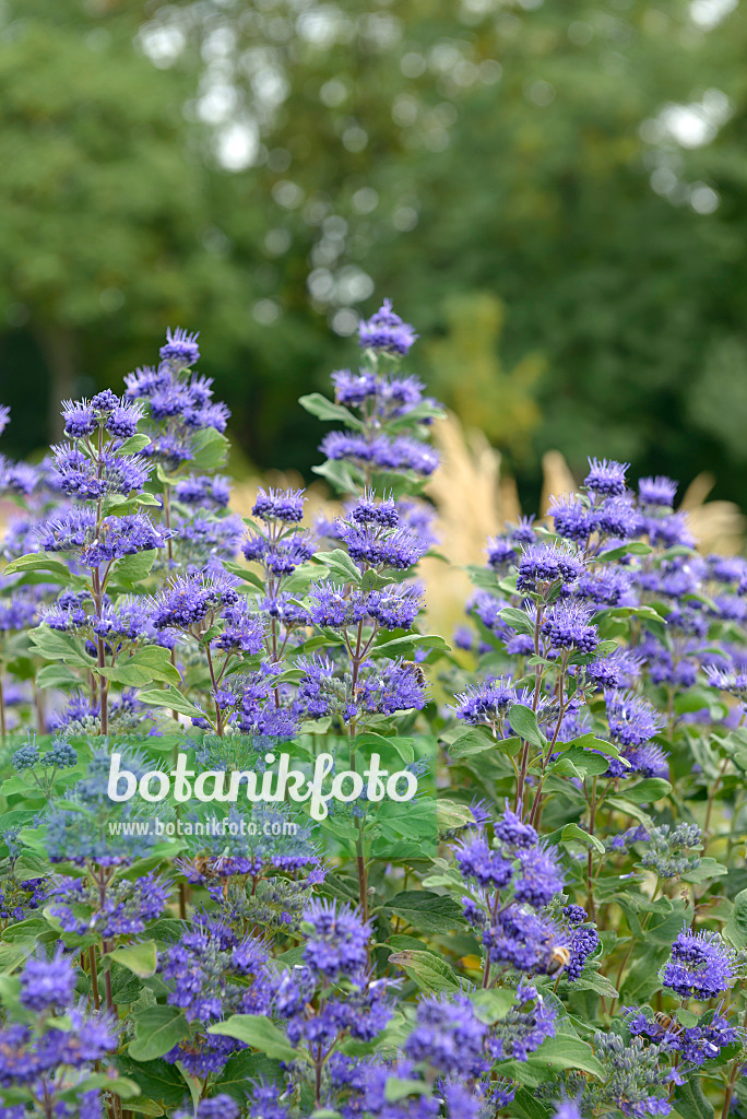 558064 - Blue beard (Caryopteris x clandonensis 'Grand Bleu')