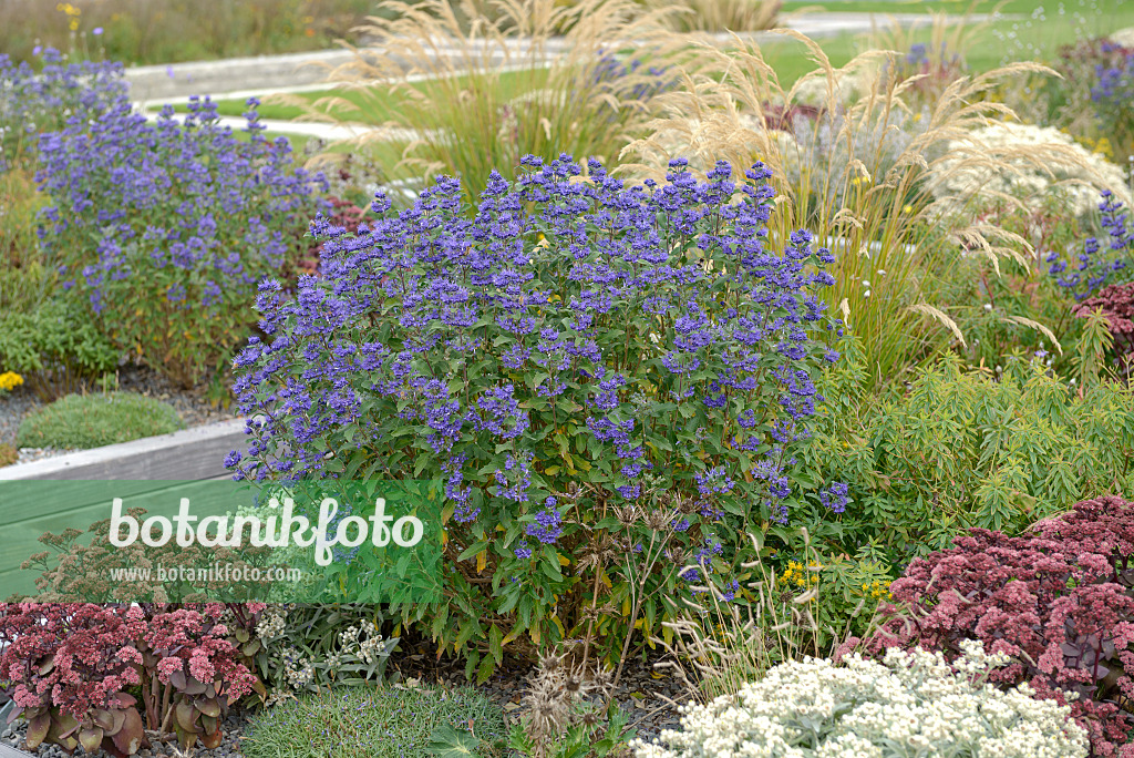 558065 - Blue beard (Caryopteris x clandonensis 'Grand Bleu')