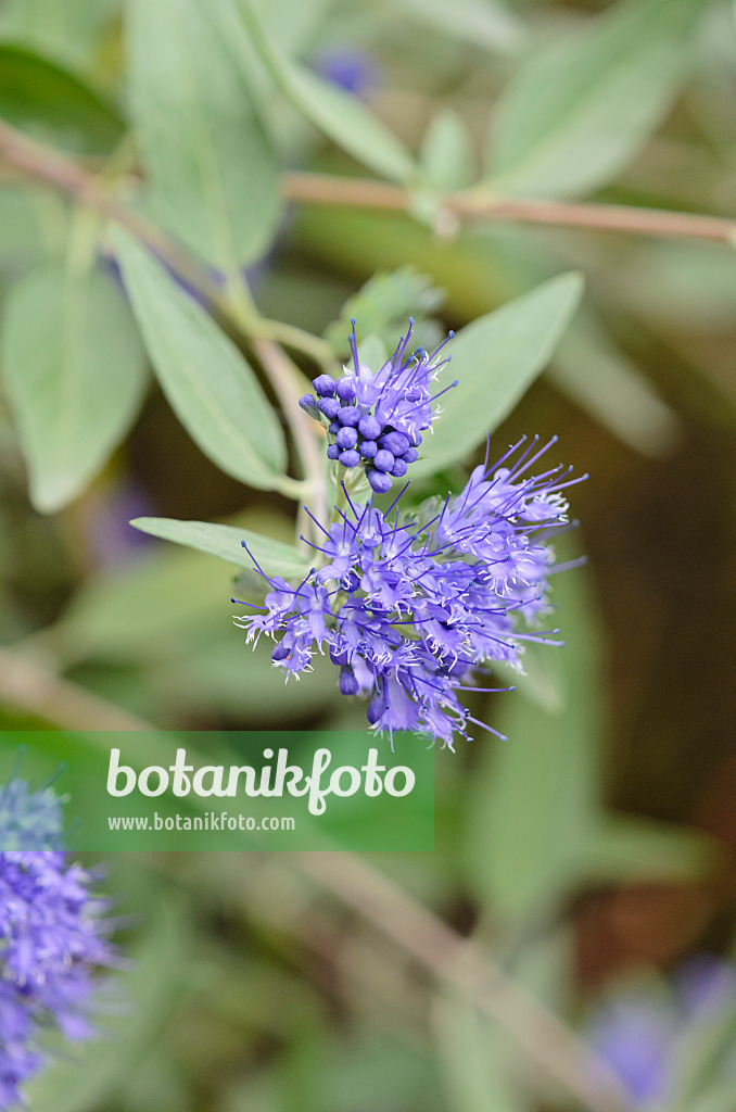 524146 - Blue beard (Caryopteris x clandonensis 'Heavenly Blue')