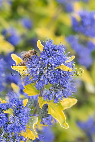 638043 - Blue beard (Caryopteris x clandonensis 'Sunny Blue')