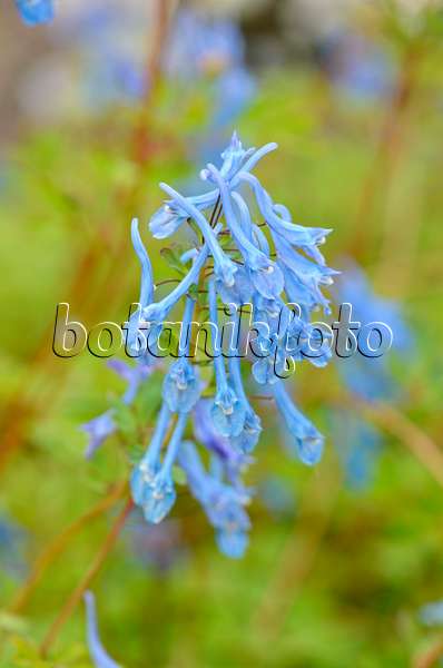 533339 - Blue corydalis (Corydalis elata x flexuosa 'Tory MP')