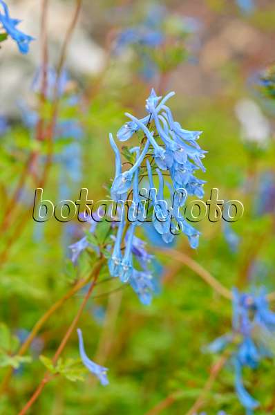 533340 - Blue corydalis (Corydalis elata x flexuosa 'Tory MP')